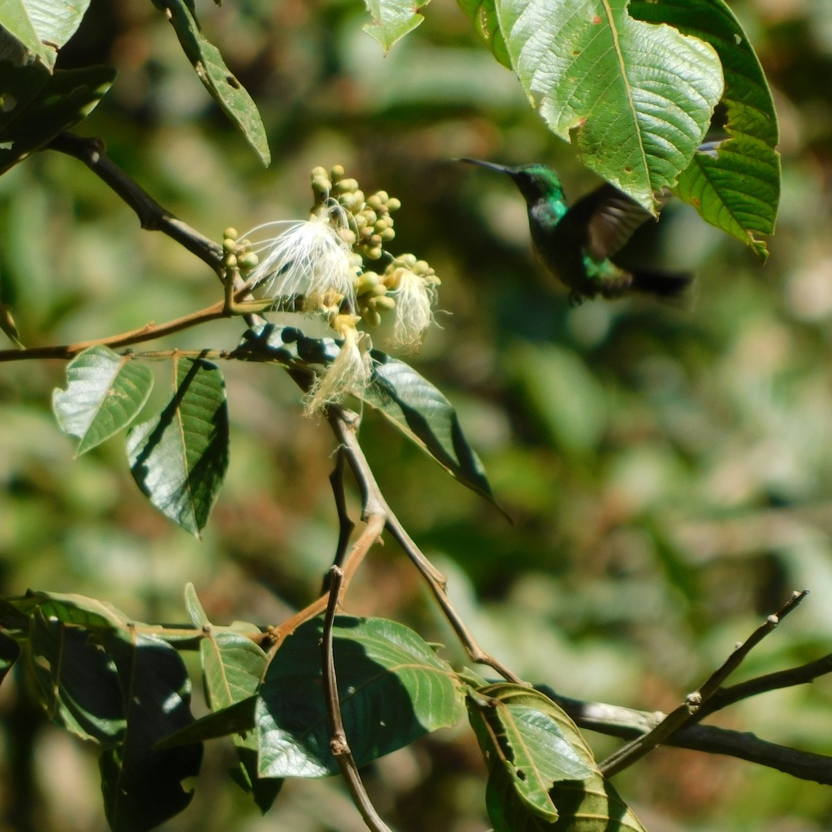 Blue-chested Hummingbird - ML621145556