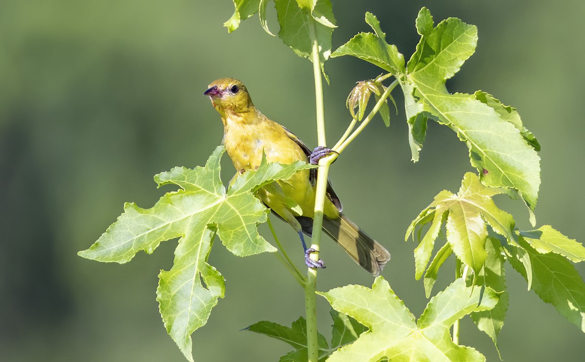 Orchard Oriole - ML621145557
