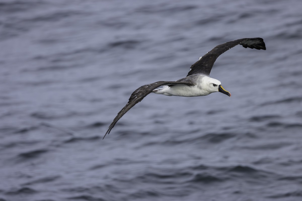 Atlantic Yellow-nosed Albatross - ML621145593