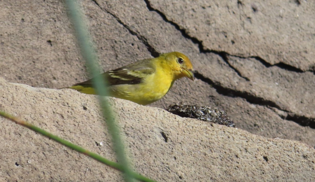 Western Tanager - ML621145612