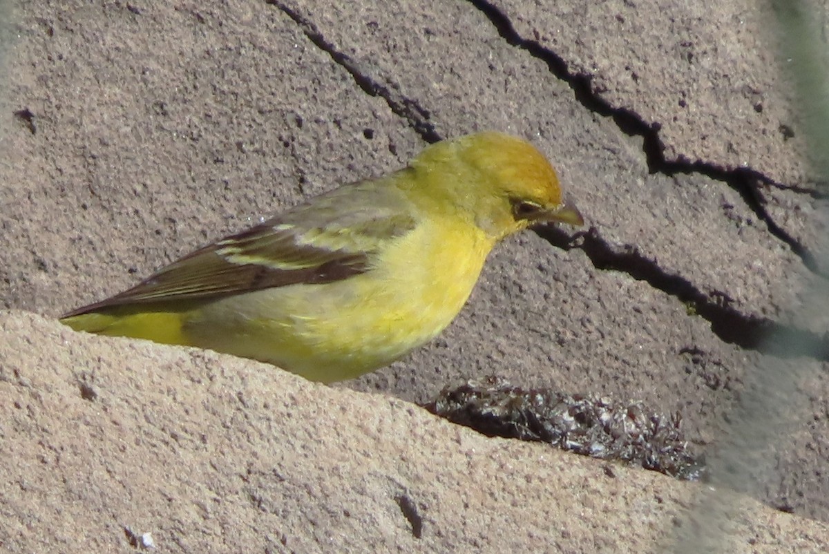 Western Tanager - Claire Weiser