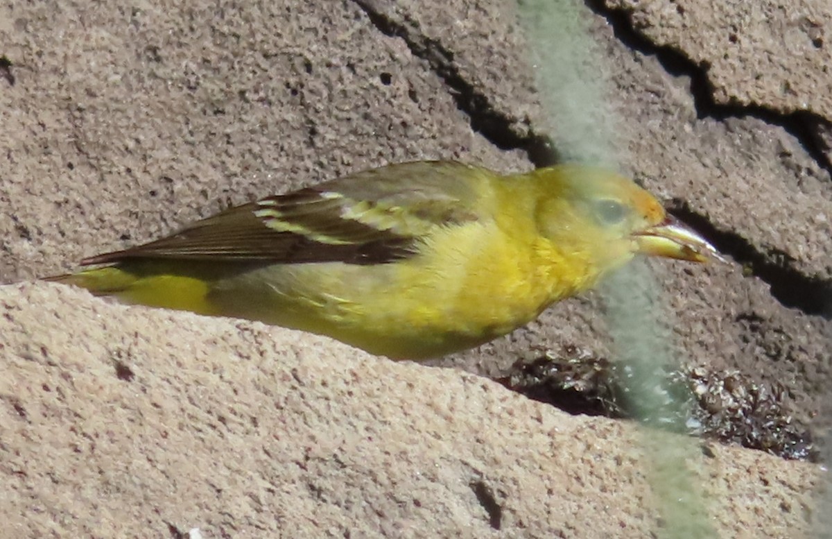 Western Tanager - ML621145614
