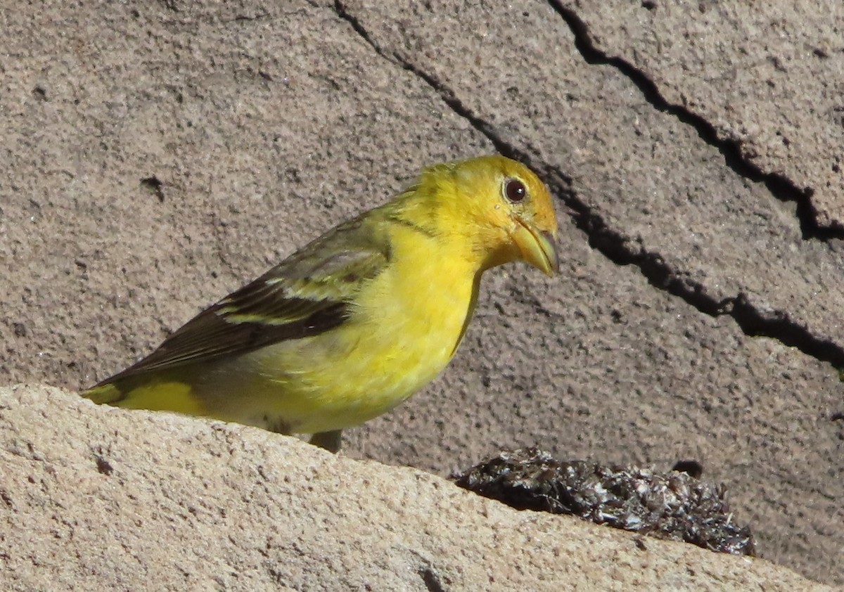 Western Tanager - ML621145615