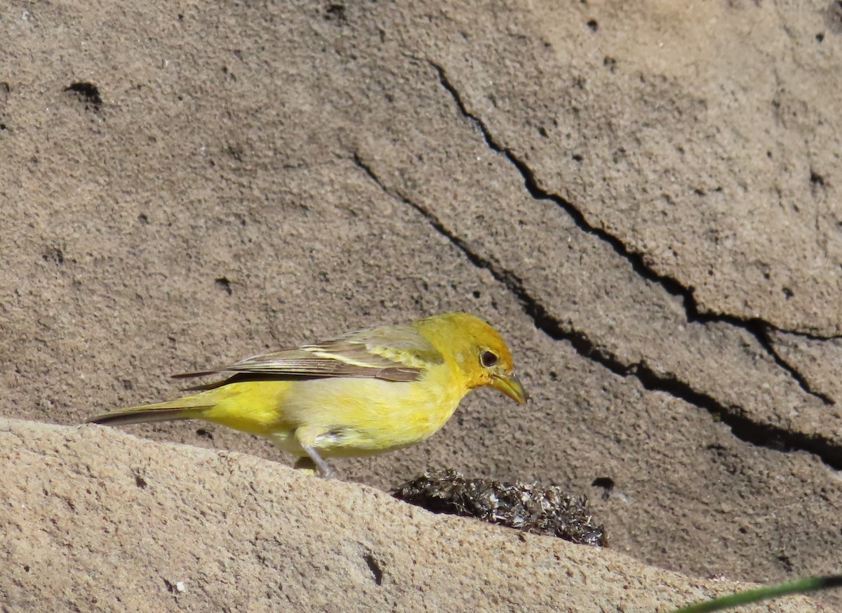 Western Tanager - ML621145616