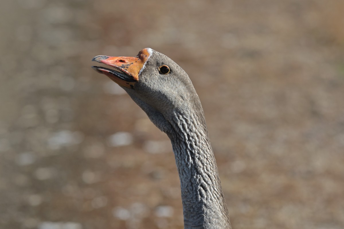 Domestic goose sp. (Domestic type) - ML621145626