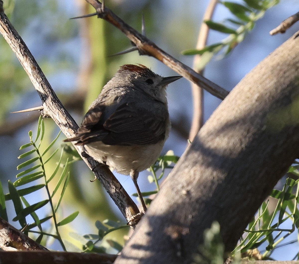 Lucy's Warbler - ML621145678