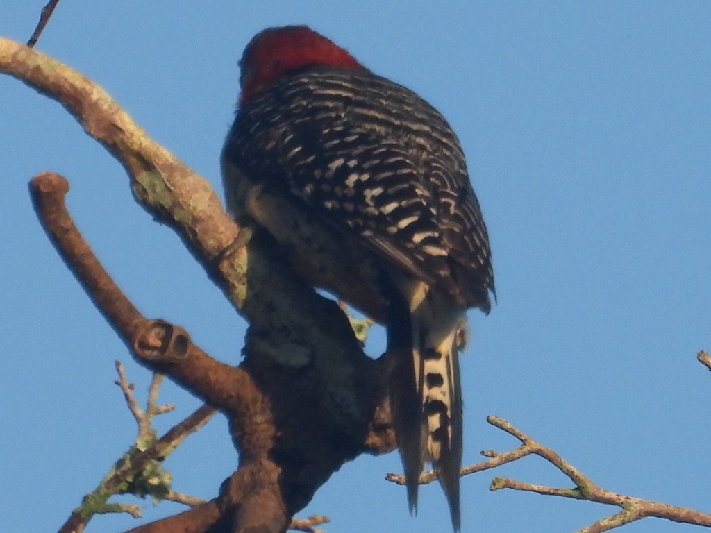 Red-bellied Woodpecker - ML621145695