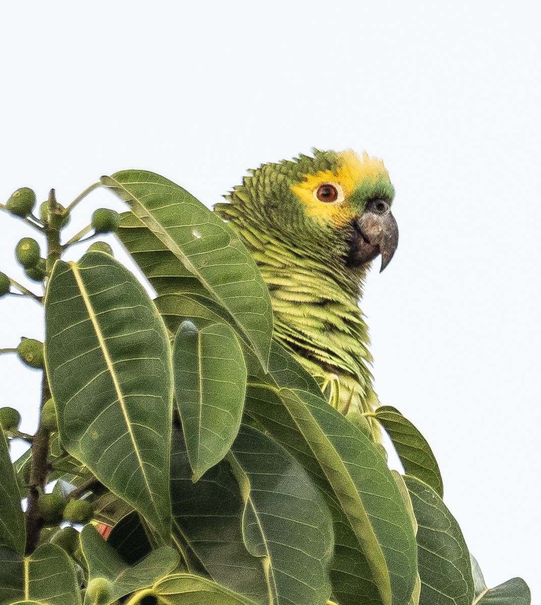 Turquoise-fronted Parrot - ML621145712