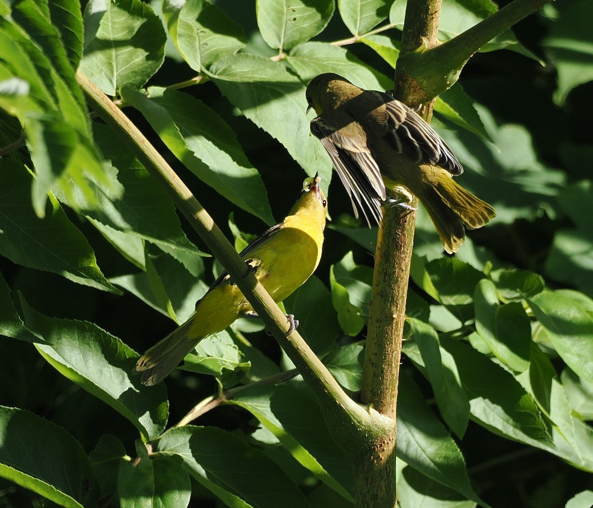 Orchard Oriole - ML621145713