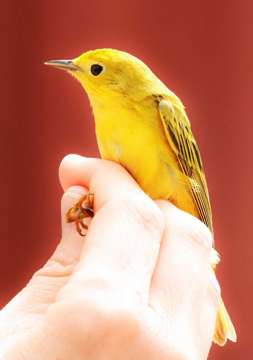 Yellow Warbler - Risë Foster-Bruder