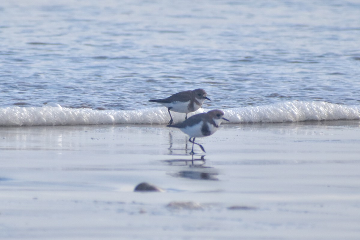 Two-banded Plover - ML621145755