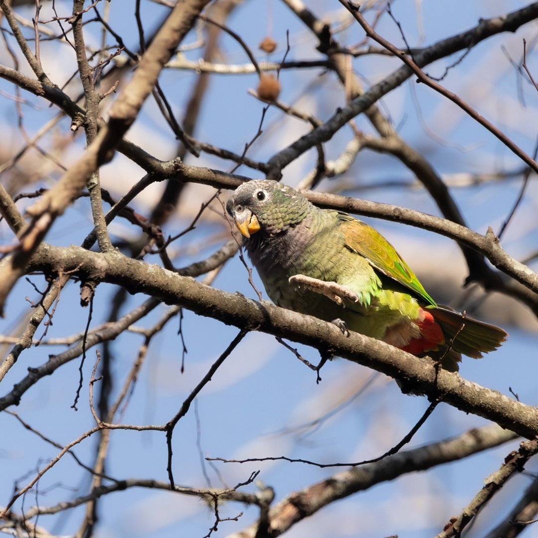Scaly-headed Parrot - ML621145759