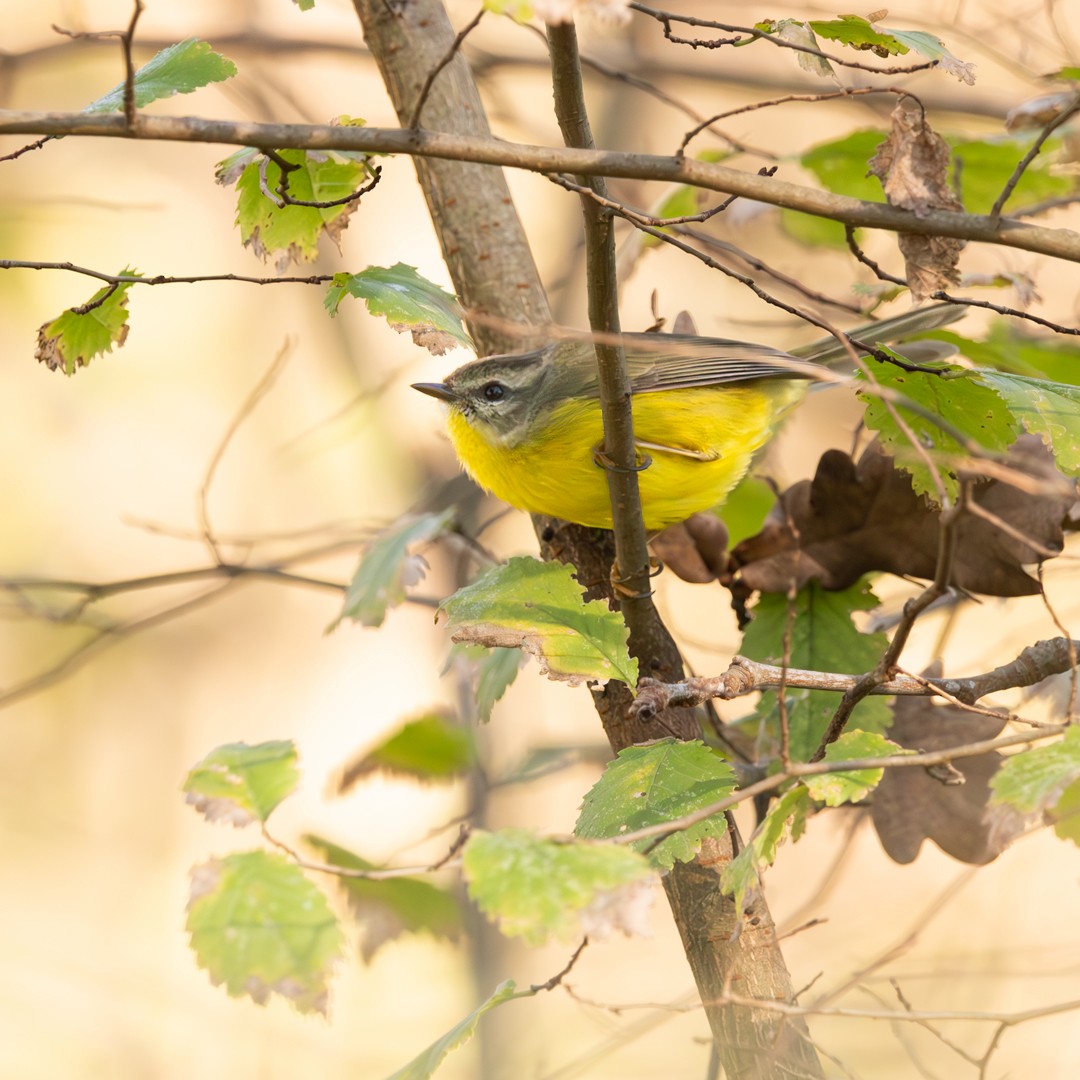 Golden-crowned Warbler - ML621145785