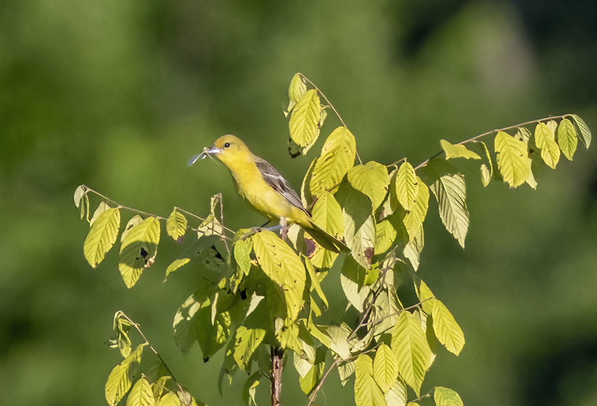 Orchard Oriole - ML621145786