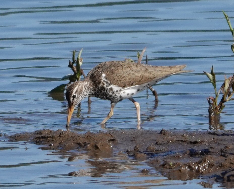 Spotted Sandpiper - ML621145829