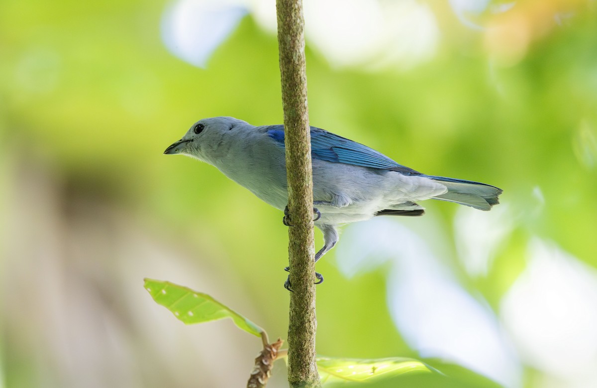 Blue-gray Tanager - ML621145838