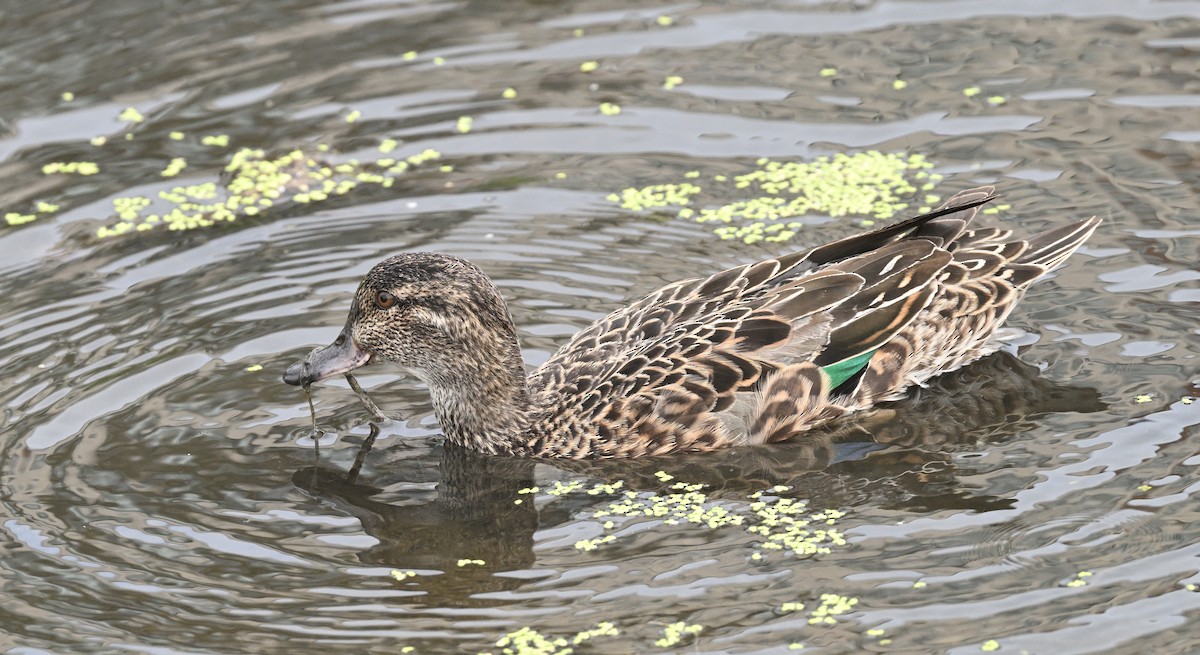 Green-winged Teal - ML621145864