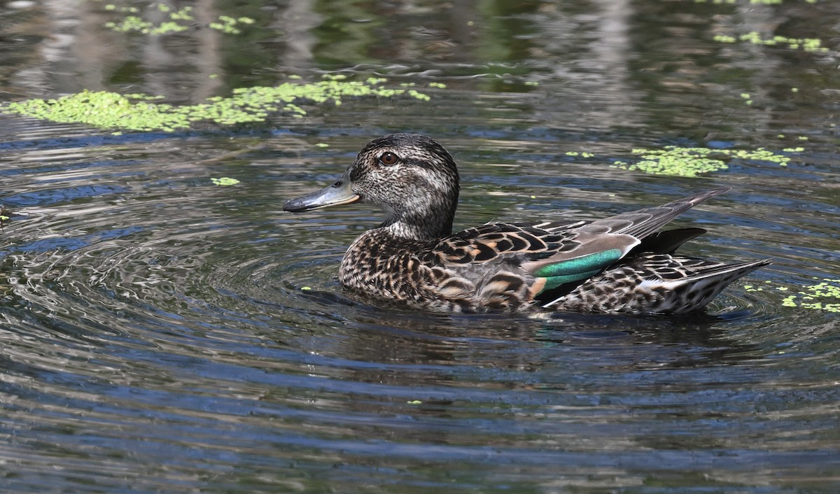 Green-winged Teal - ML621145874