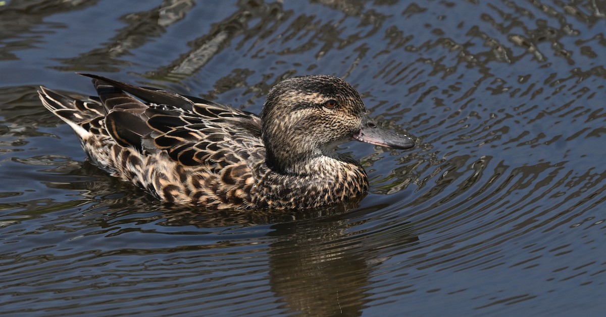 Green-winged Teal - ML621145882