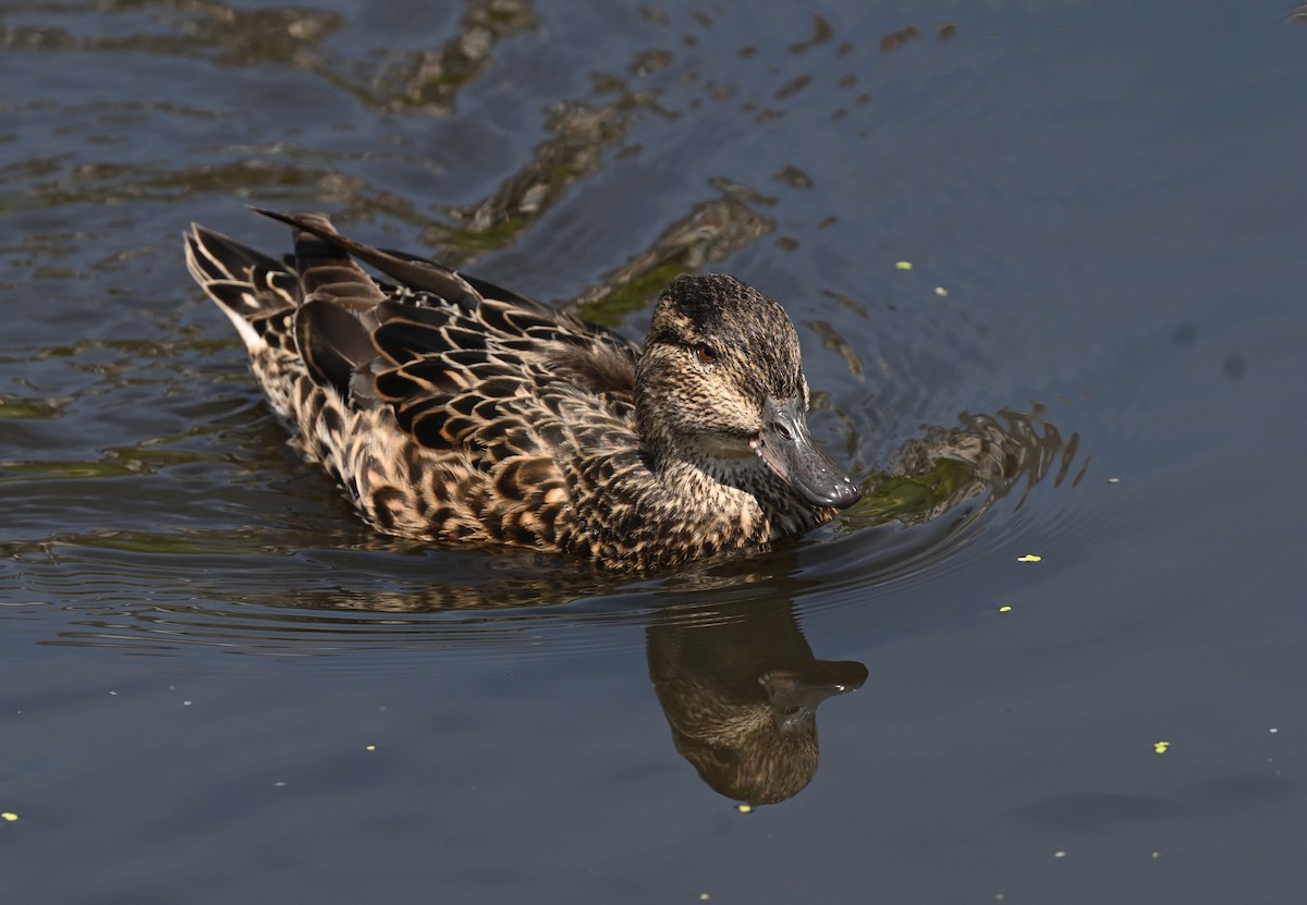 Green-winged Teal - ML621145883
