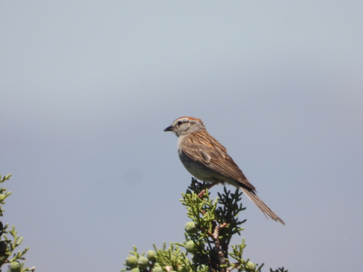 Chipping Sparrow - ML621145943