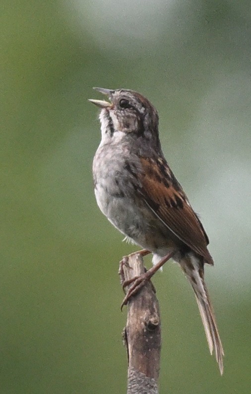 Swamp Sparrow - ML621145965
