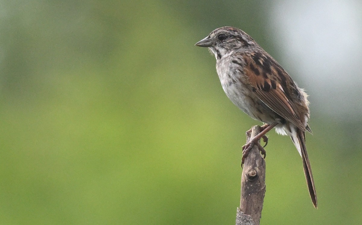 Swamp Sparrow - ML621145966