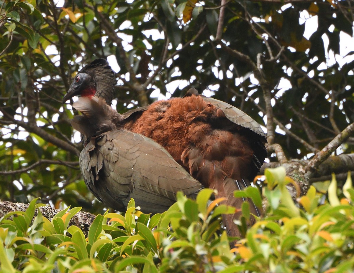 Crested Guan - ML621145983