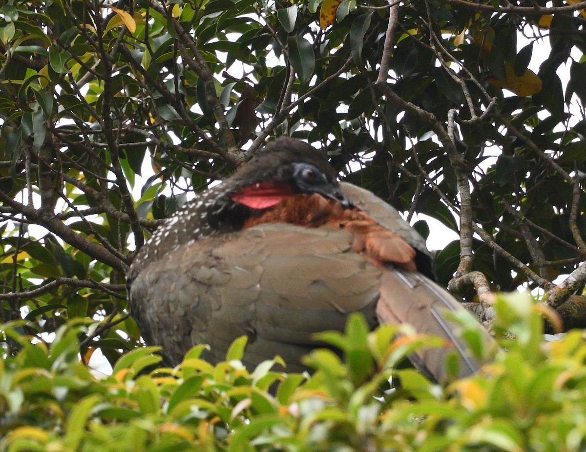 Crested Guan - ML621145984