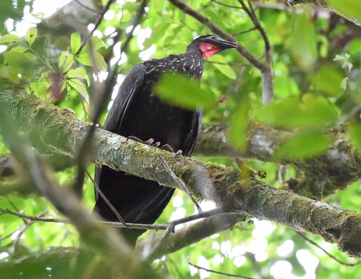 Crested Guan - ML621145986