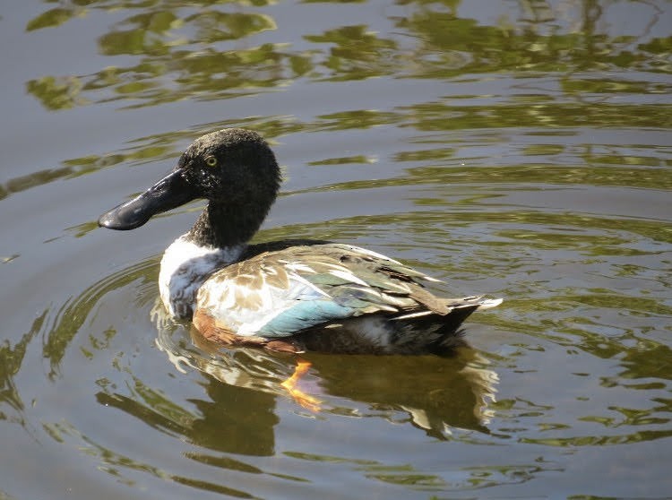 Northern Shoveler - Thomas Lilkendey