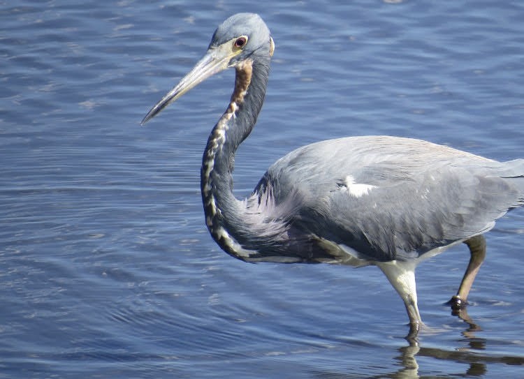 Tricolored Heron - ML621146006