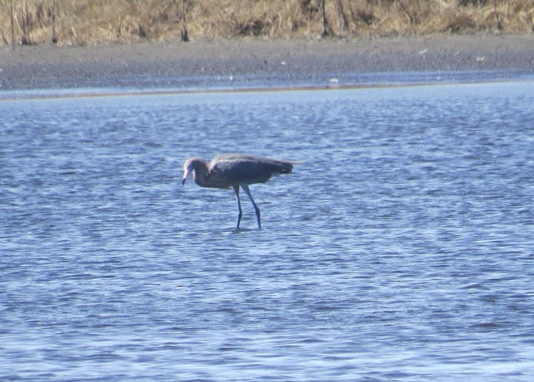 Reddish Egret - ML621146011