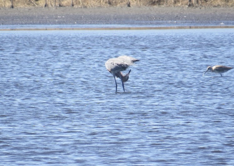 Reddish Egret - ML621146012