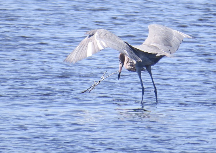 Reddish Egret - Thomas Lilkendey