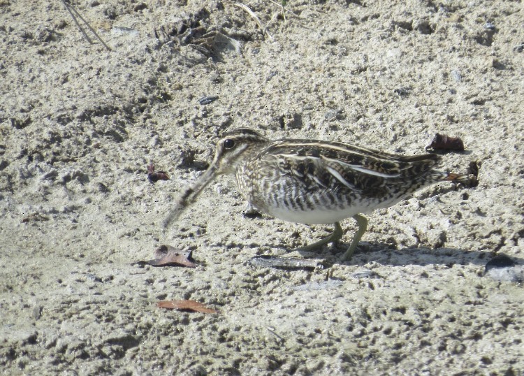 Wilson's Snipe - ML621146017