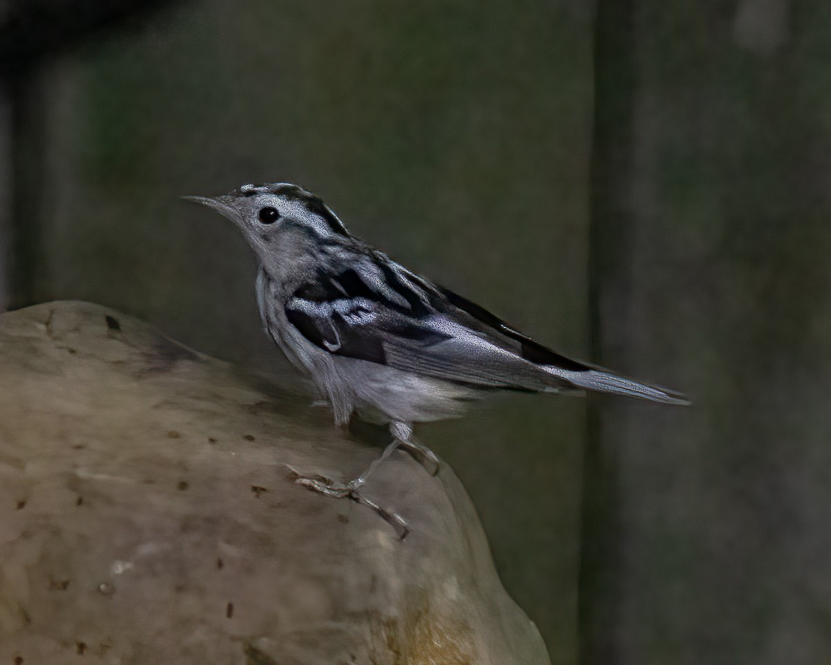 Black-and-white Warbler - ML621146018