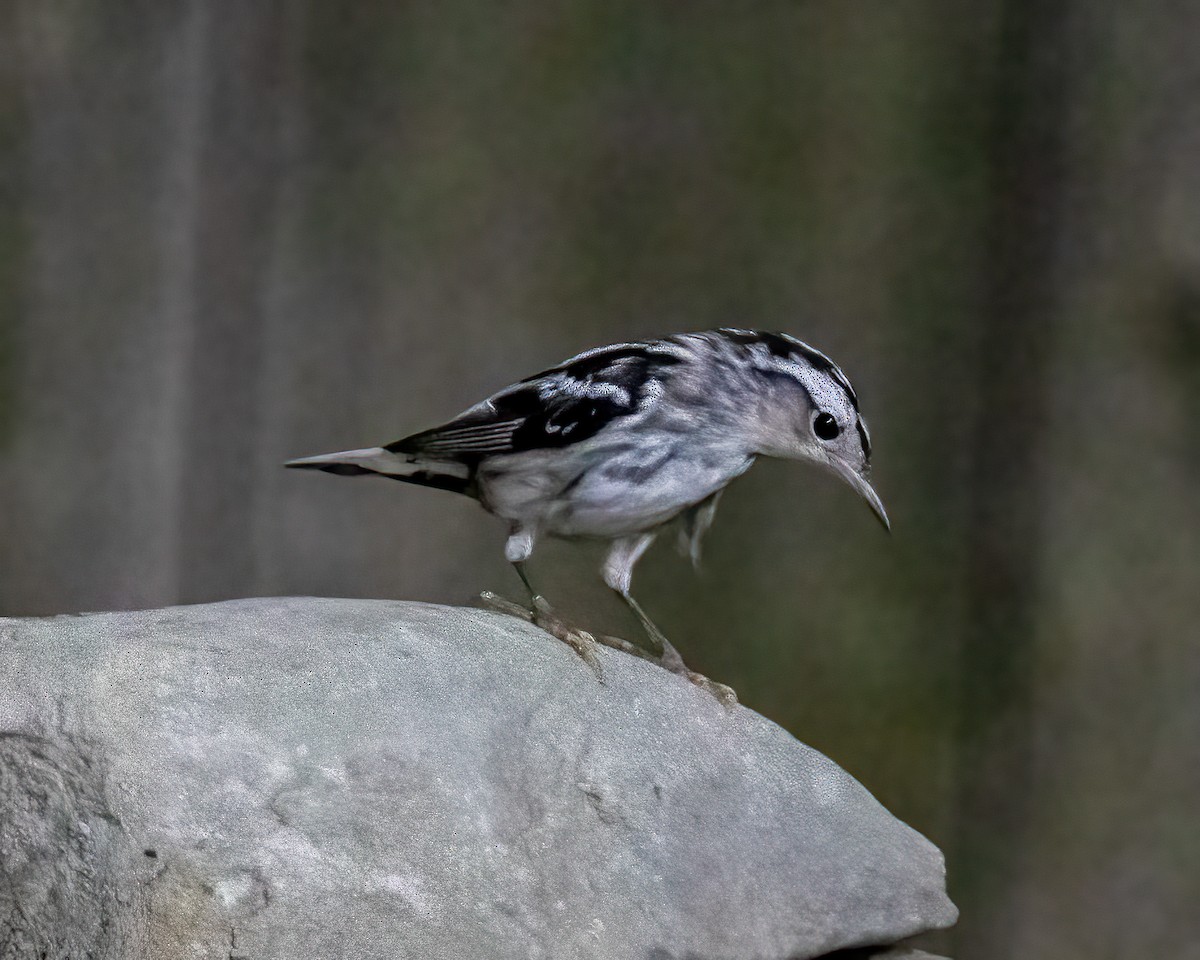 Black-and-white Warbler - ML621146019