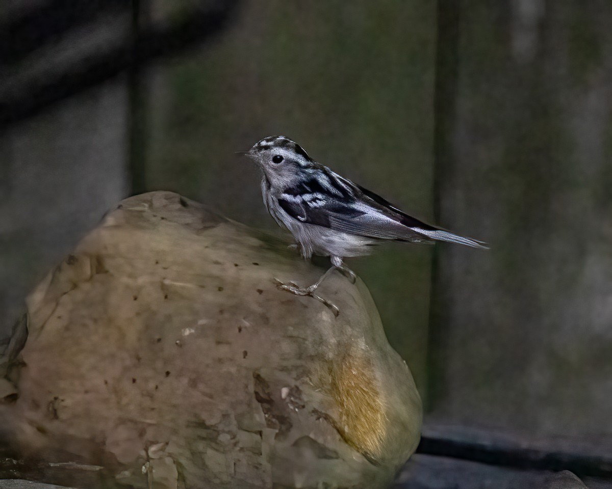 Black-and-white Warbler - ML621146020