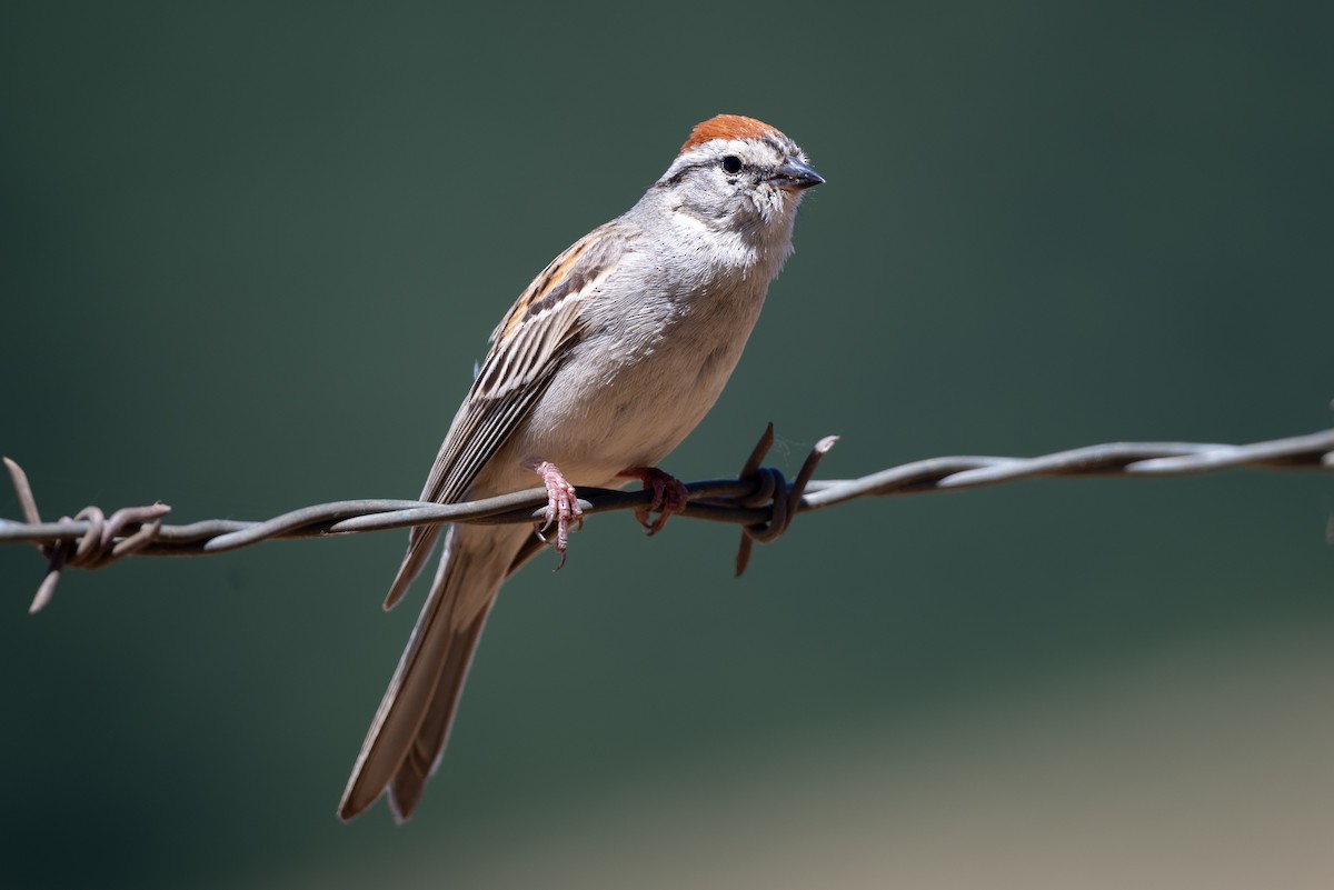 Chipping Sparrow - ML621146069