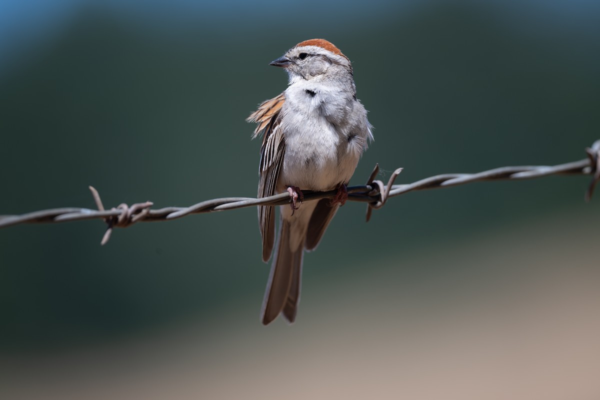 Chipping Sparrow - ML621146070