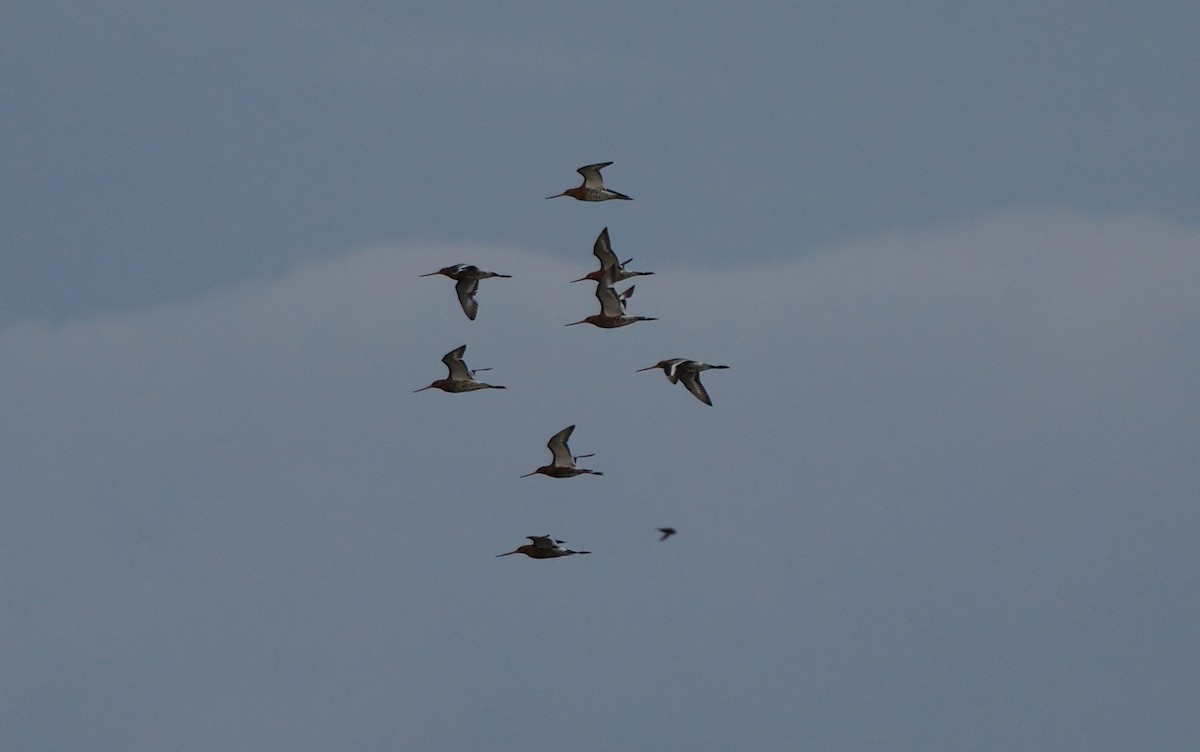 Black-tailed Godwit (islandica) - ML621146073