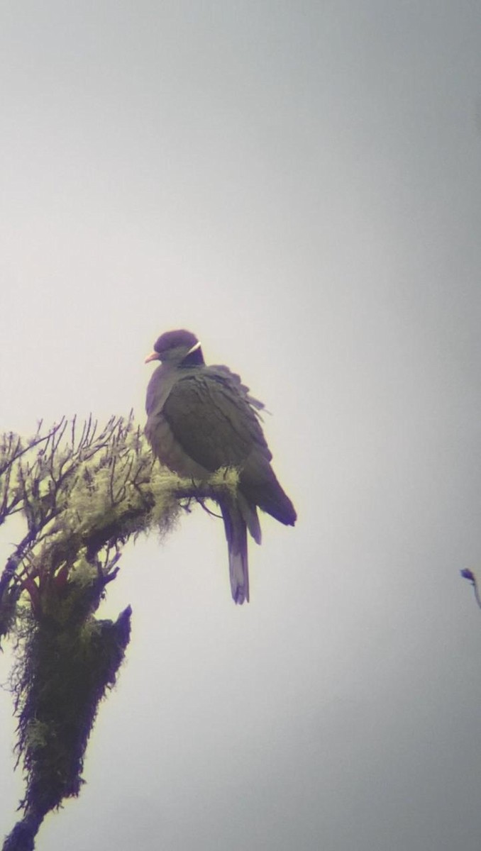 Band-tailed Pigeon - ML621146112