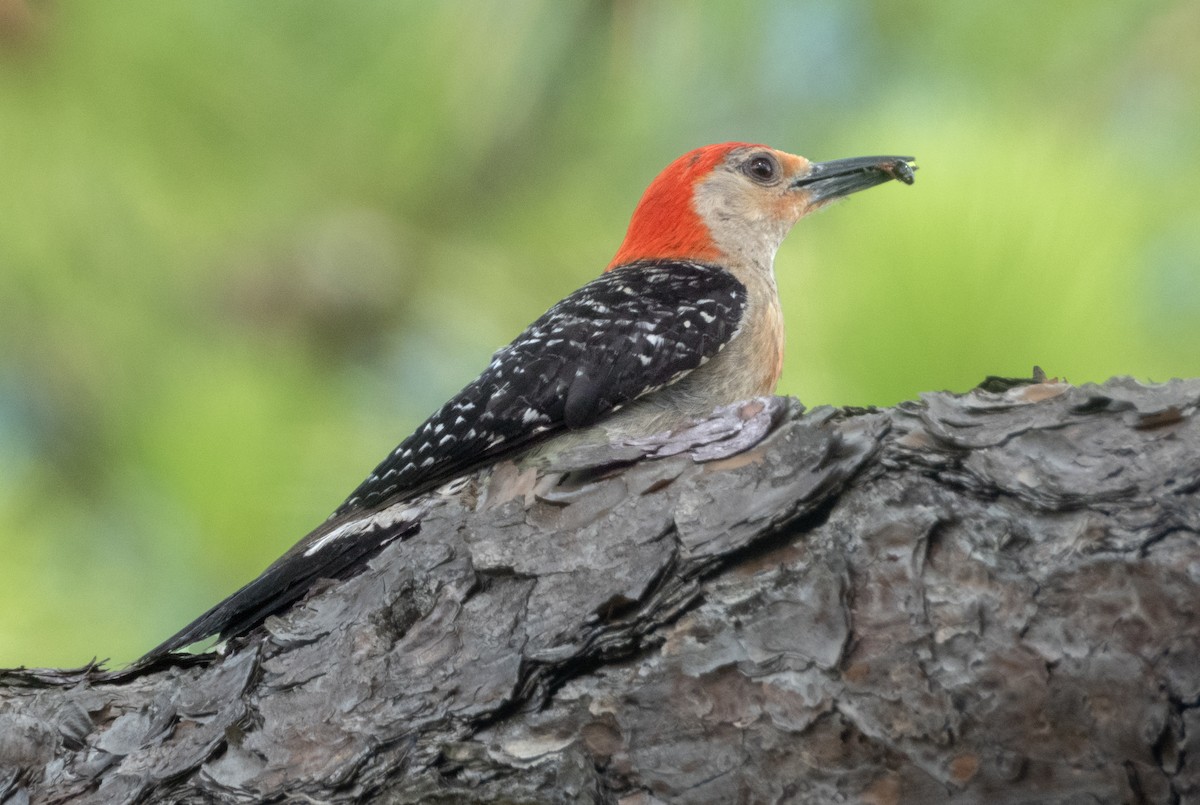 Red-bellied Woodpecker - ML621146155