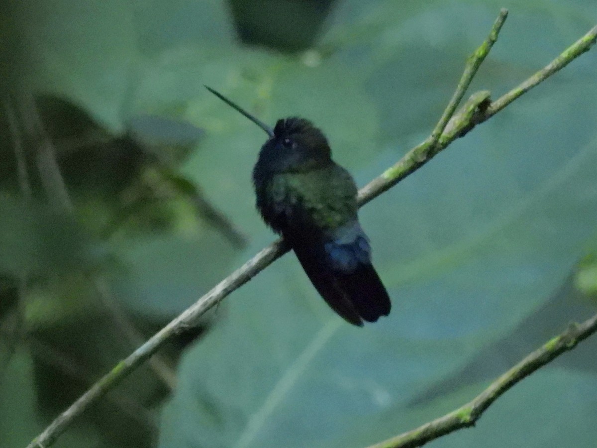 kolibřík modročelý - ML621146190