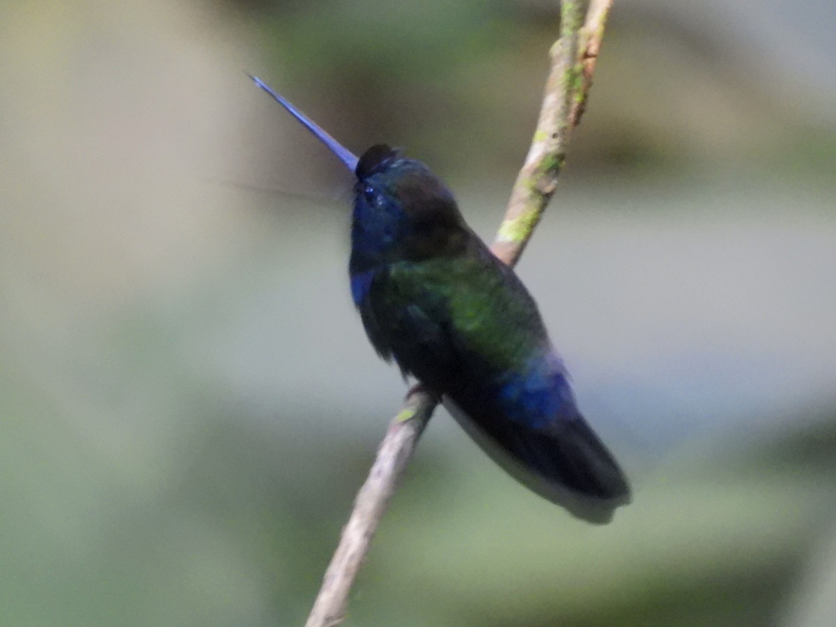 kolibřík modročelý - ML621146191