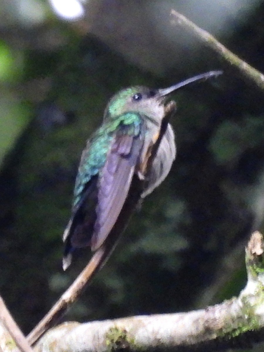 kolibřík nymfový - ML621146193