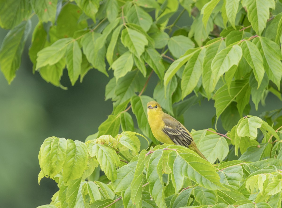 Orchard Oriole - ML621146194