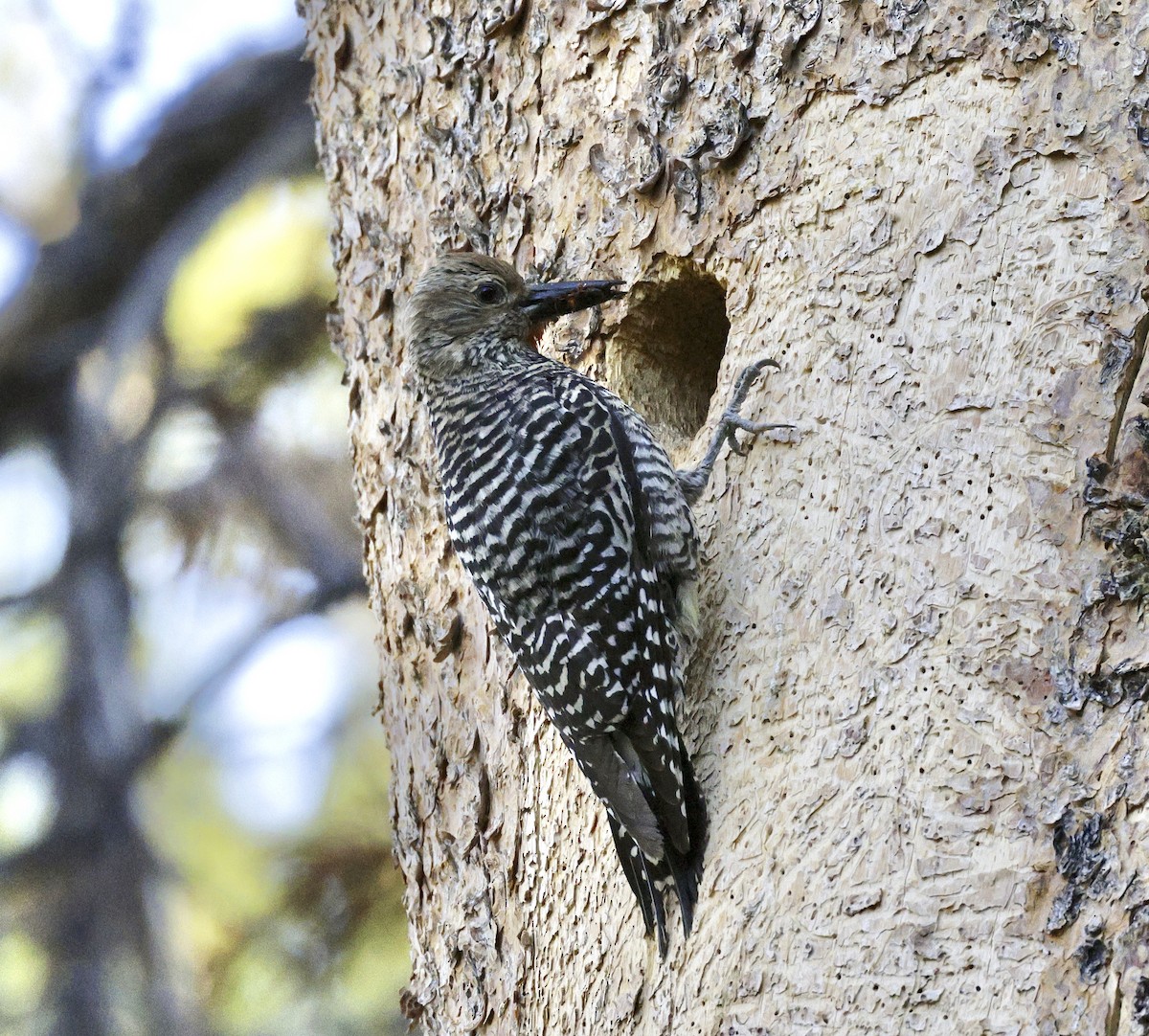 Williamson's Sapsucker - Adam Dudley