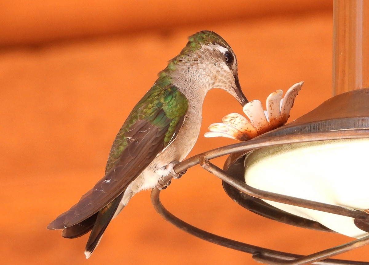 Rivoli's Hummingbird - ML621146205